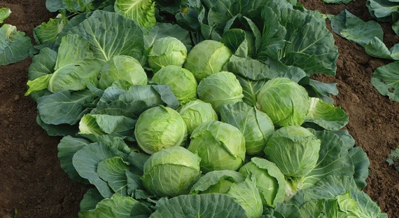 Чамп F1 семена белокочанной капусты 2500 штук