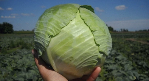 Чамп F1 семена белокочанной капусты 2500 штук