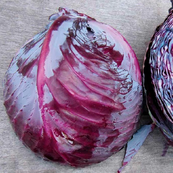 Рокси F1 семена краснокочанной капусты 2500 штук