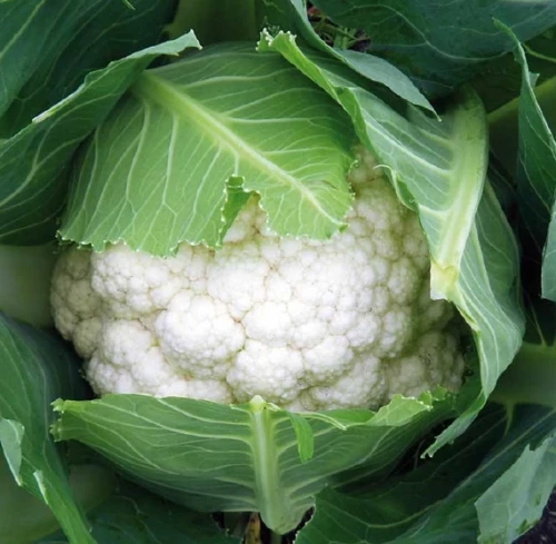 Абени F1 семена цветной капусты