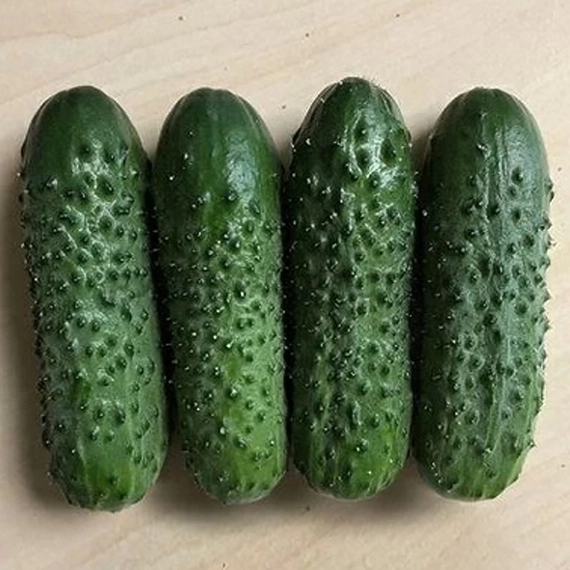 Брандино F1 семена огурца 250 штук