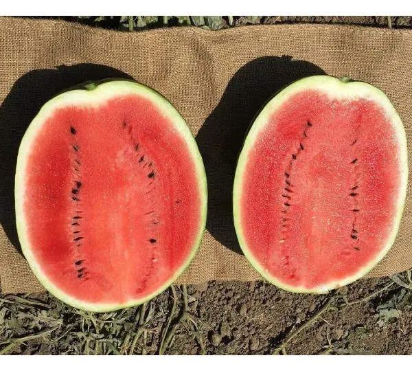 Эпика F1 семена арбуза 1000 штук