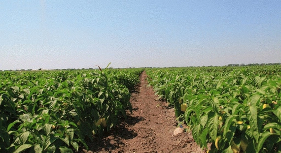 Беладонна F1 семена перца 500 штук