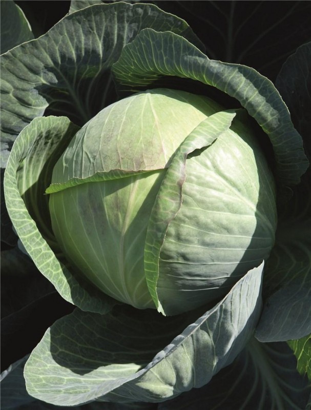 Циклон F1 семена белокочанной капусты 2500 штук