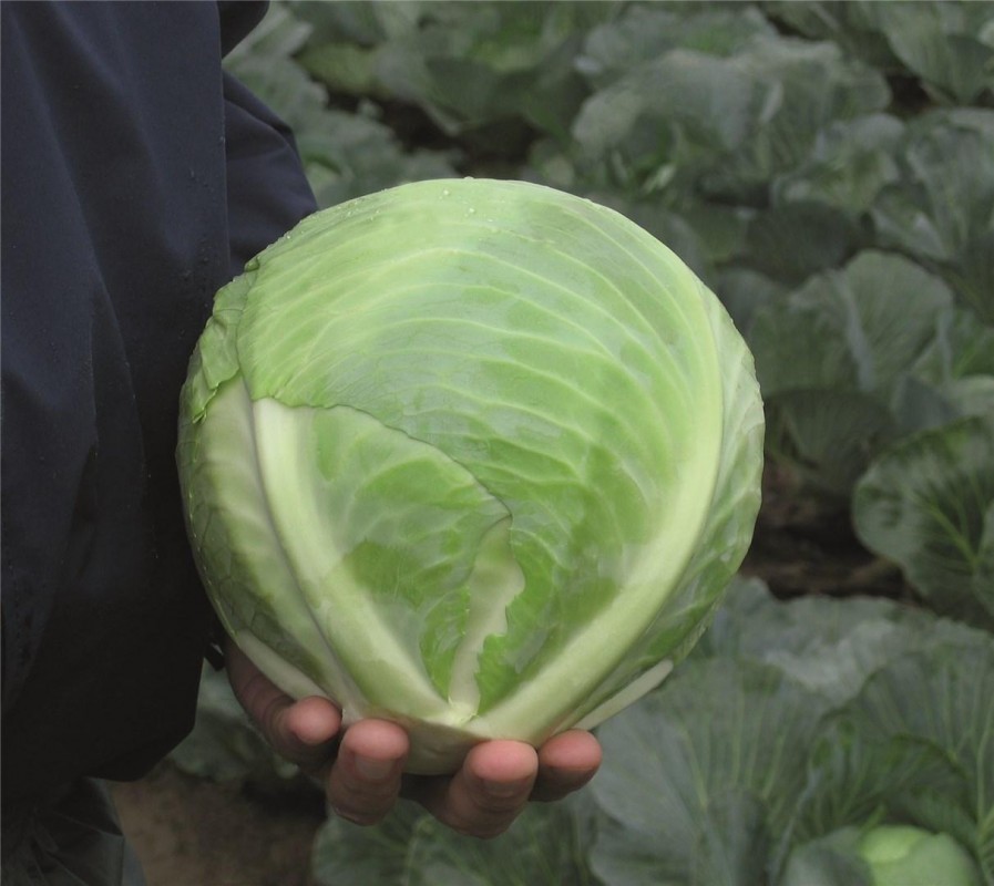 Риэкшен F1 семена белокочанной капусты 2500 штук