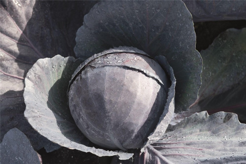 Омеро F1 семена краснокочанной капусты 2500 штук