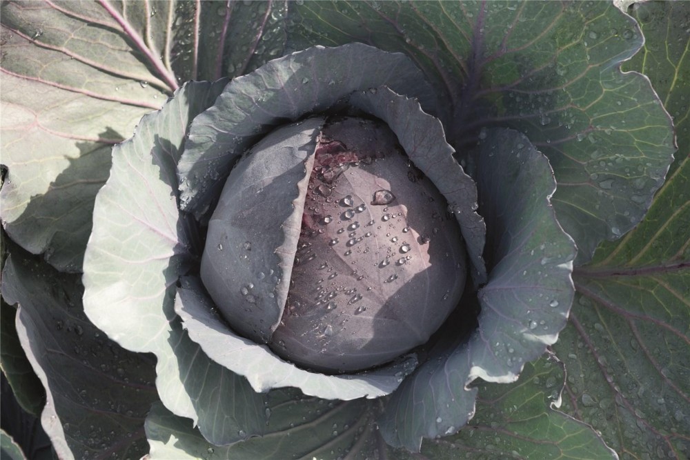 Ранчеро F1 семена краснокочанной капусты 2500 штук