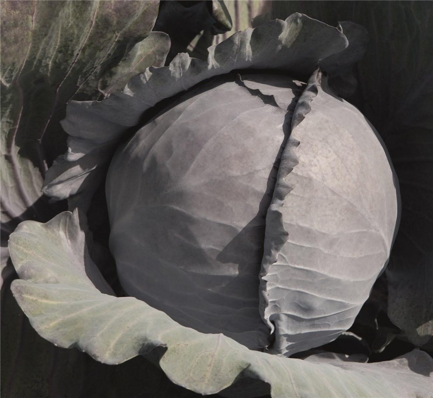 Климаро F1 семена краснокочанной капусты 2500 штук