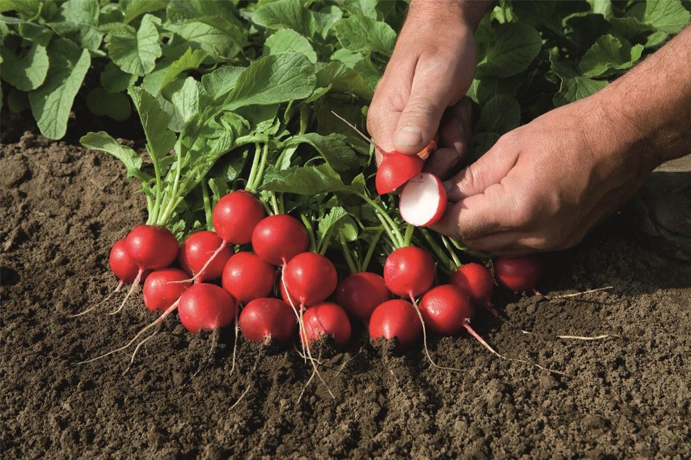 Рудольф F1 семена редиса 500 грамм