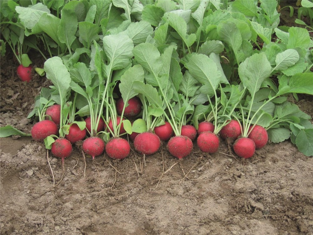 Ролекс F1 семена редиса