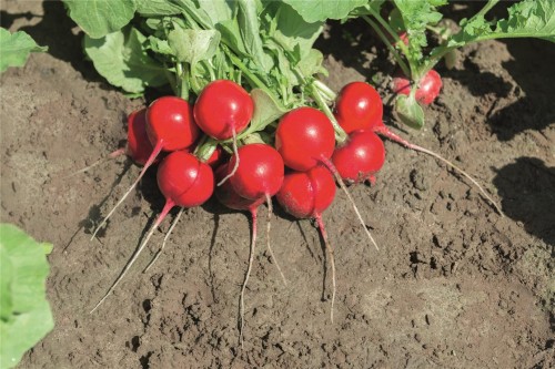 Роксанна F1 семена редиса