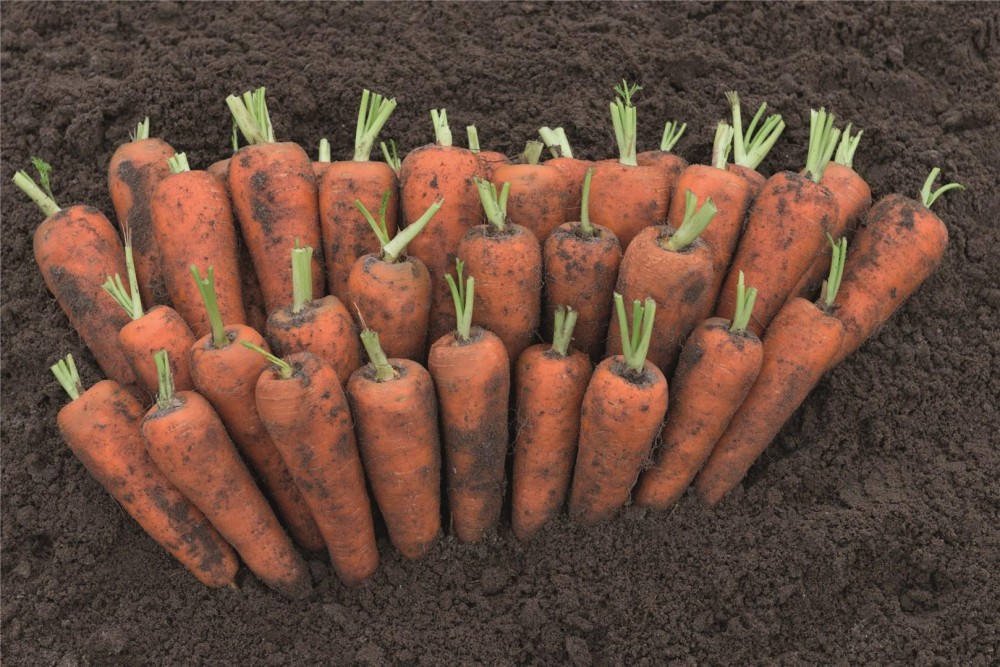 Кантон F1 семена моркови