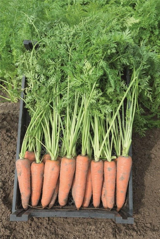 Канада F1 семена моркови