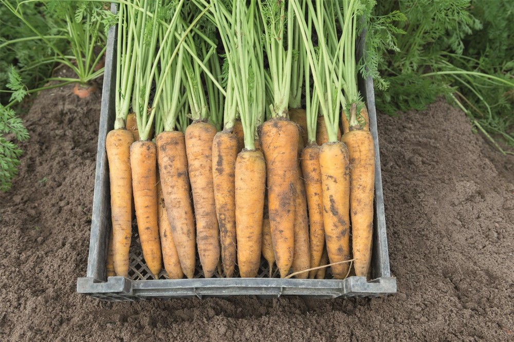 Еллоустоун F1 семена моркови 100 000 штук