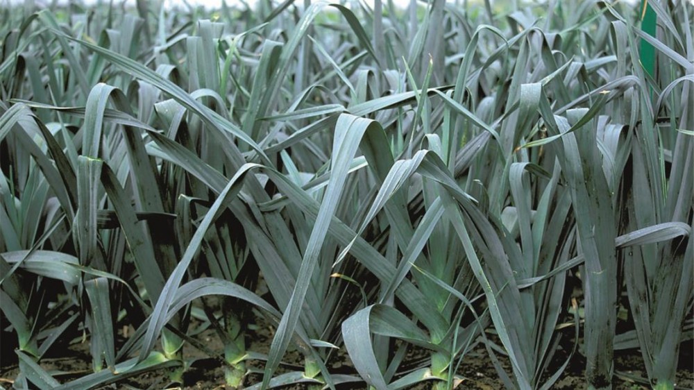 Коламбус семена лука-порея 10 000 штук