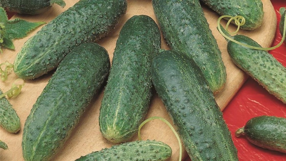 Астерикс F1 семена огурца