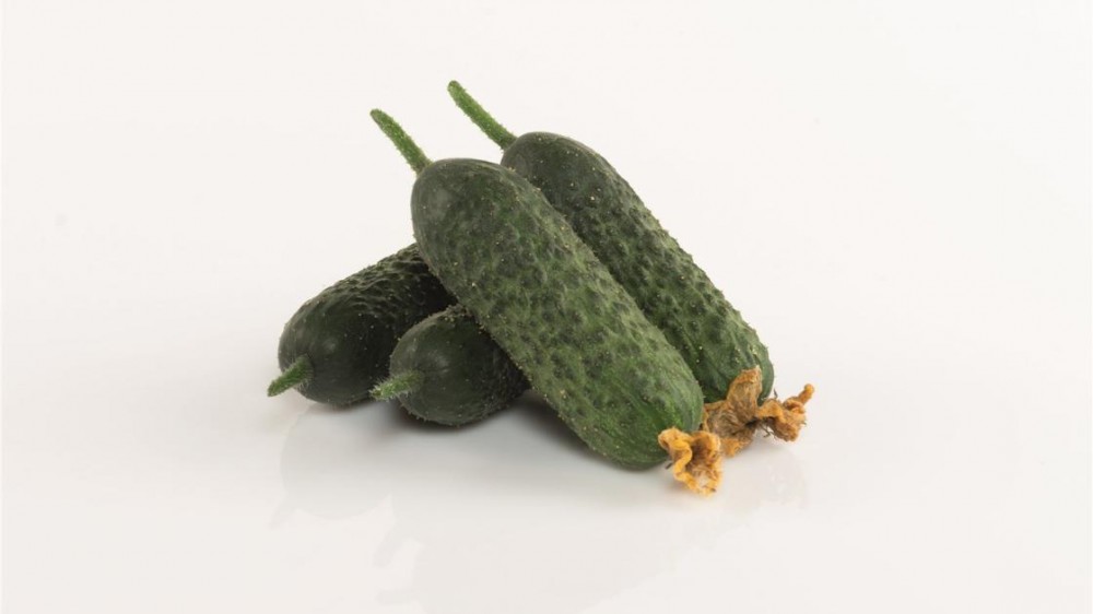 Абсолют F1 семена огурца