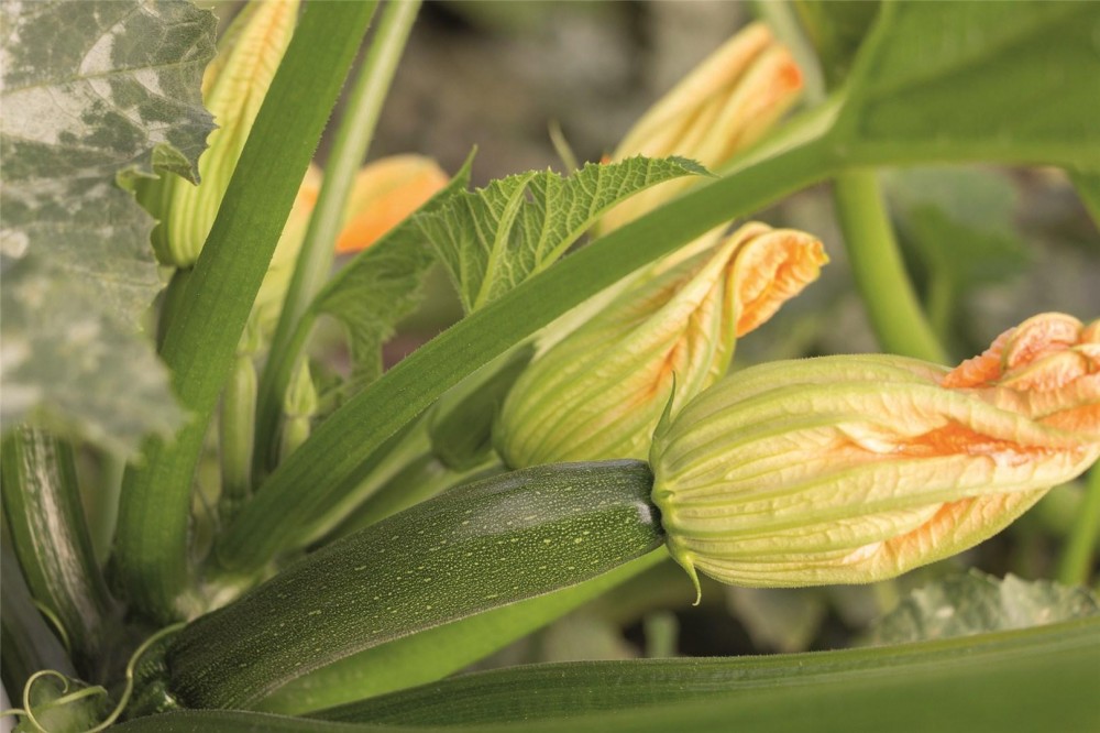Модена F1 250 семян кабачка