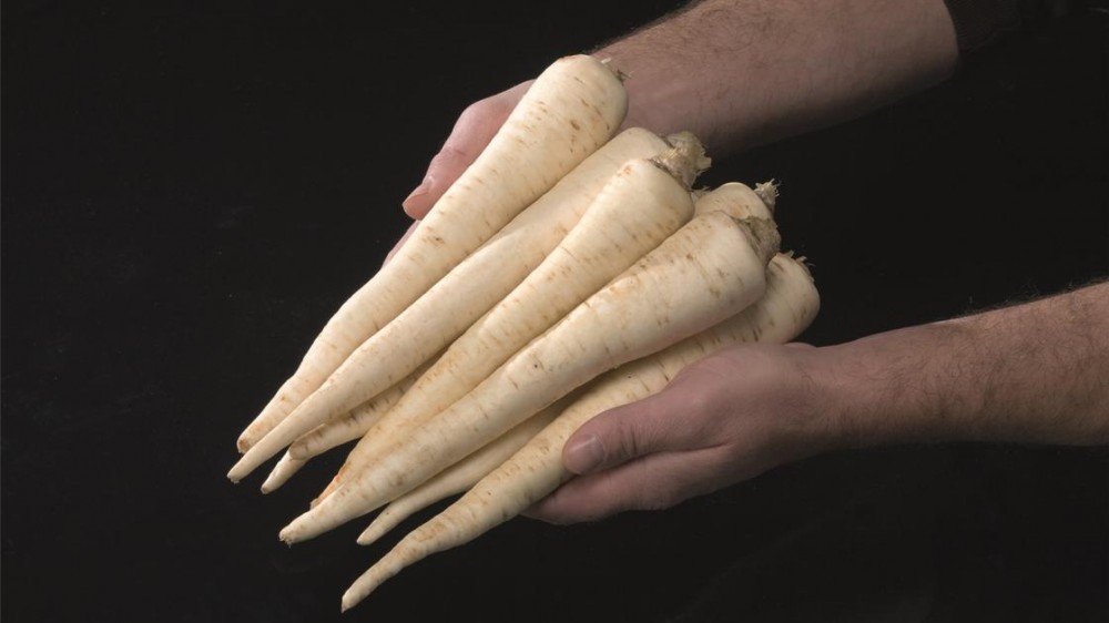 Игл F1 семена петрушки корневой 50 грамм