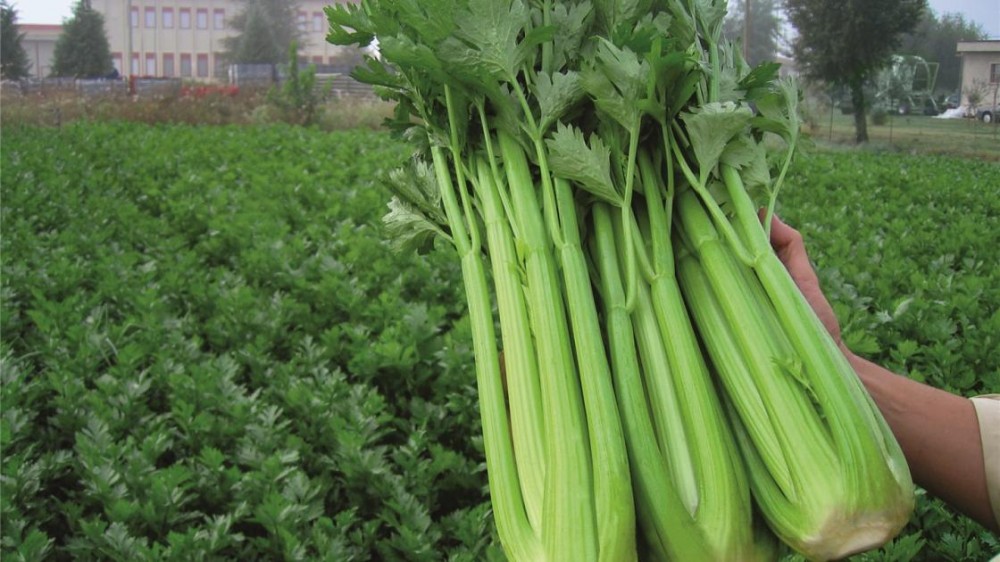 Конга F1 сельдерей черешковый 10 000 семян