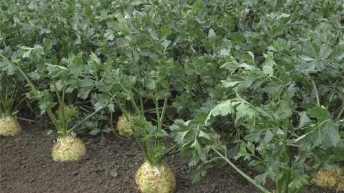 Диамант F1 сельдерей корневой 10 000 семян