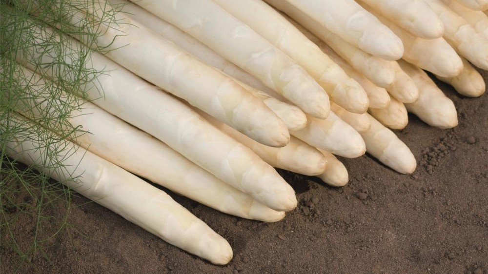 Кумулус F1 спаржа 500 семян