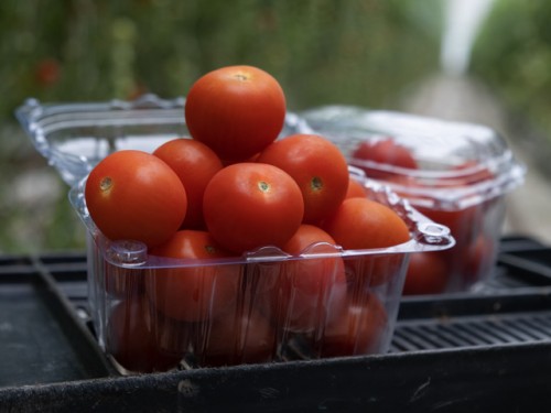 Сакура F1 томат 250 семян