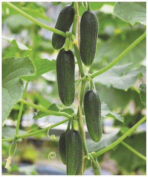 Посадский F1 огурец 500 семян