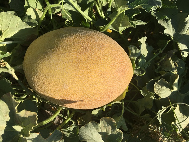 Лукстар F1 дыня 500 семян