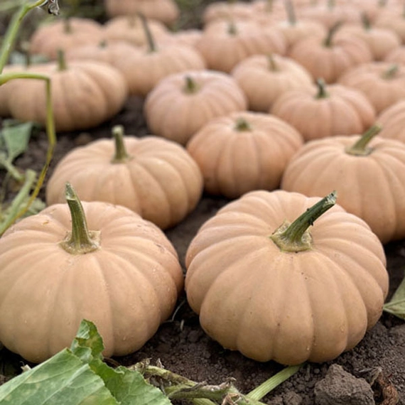 Спеллкаcт F1 тыква 500 семян