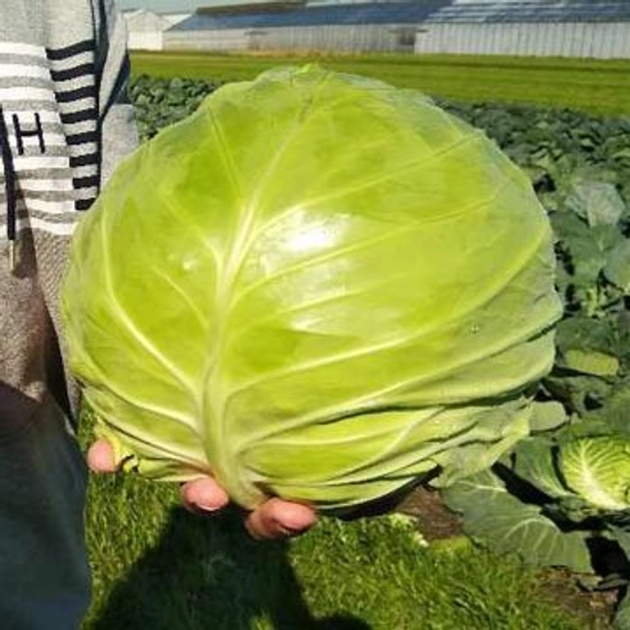 Чита F1 капуста белокочанная 2500 семян