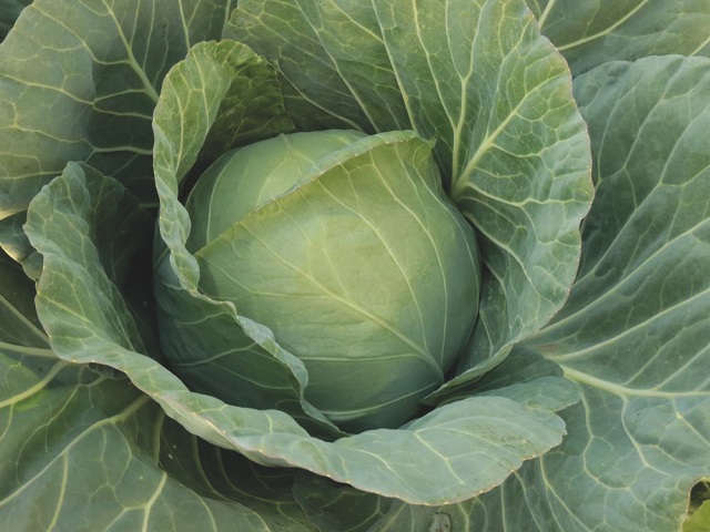 Чита F1 капуста белокочанная 2500 семян