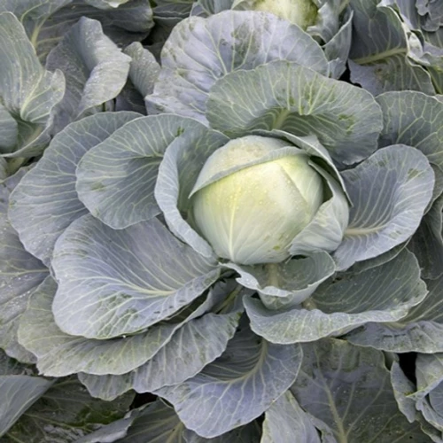 Короната F1 капуста белокочанная 2500 семян