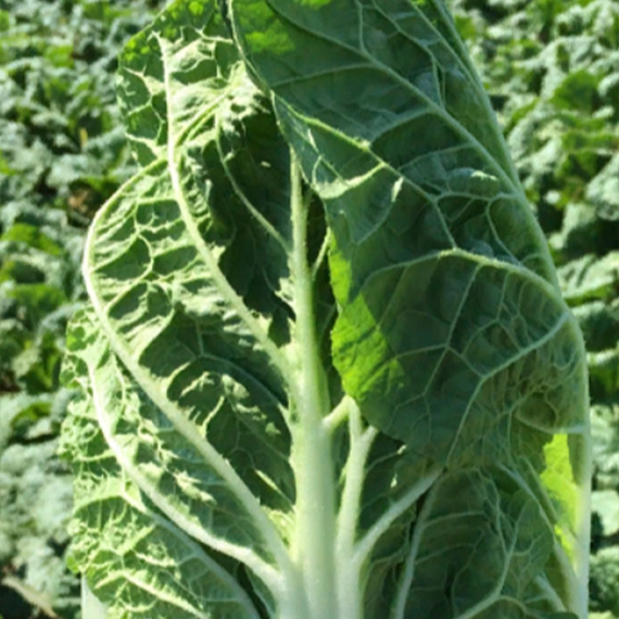 Предуро F1 капуста пекинская 2500 семян