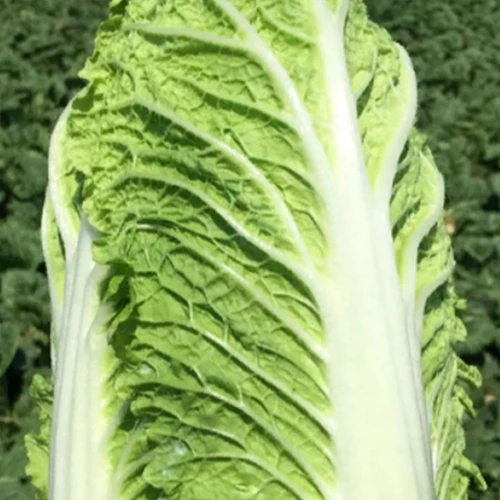 Предуро F1 капуста пекинская 2500 семян