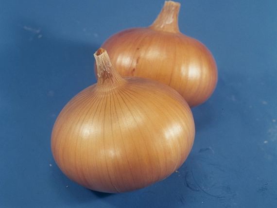 Сеншуй Йеллоу F1 лук репчатый 250 000 семян