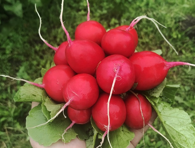 Сарита F1 редис