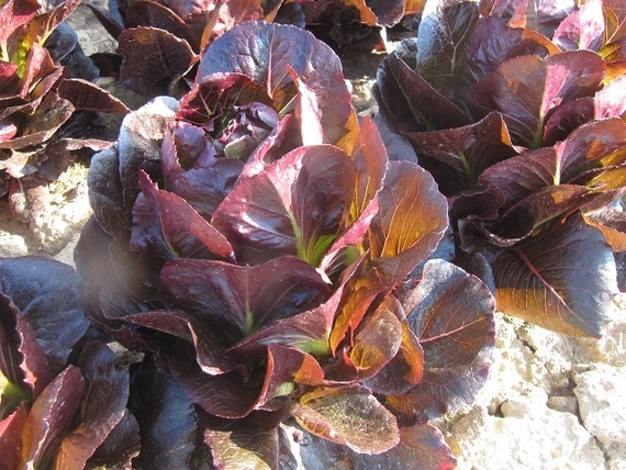 Батлстар салат 5000 семян