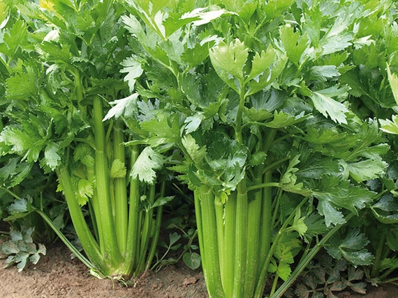 Сиенна F1 сельдерей 2500 семян