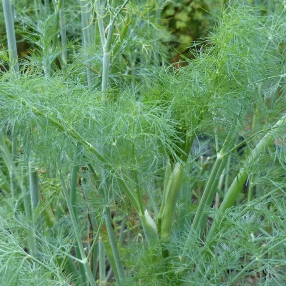 Голд Крон укроп