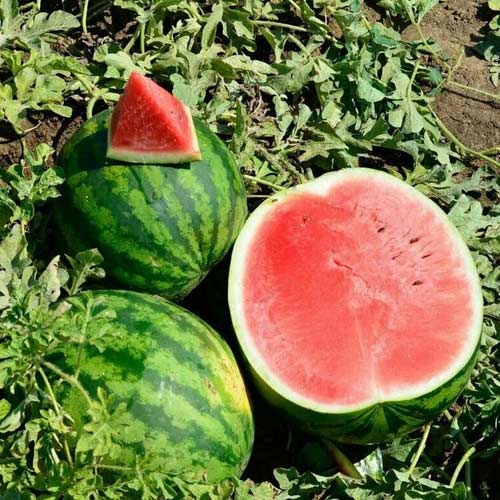 Кримстар F1 арбуз 1000 семян