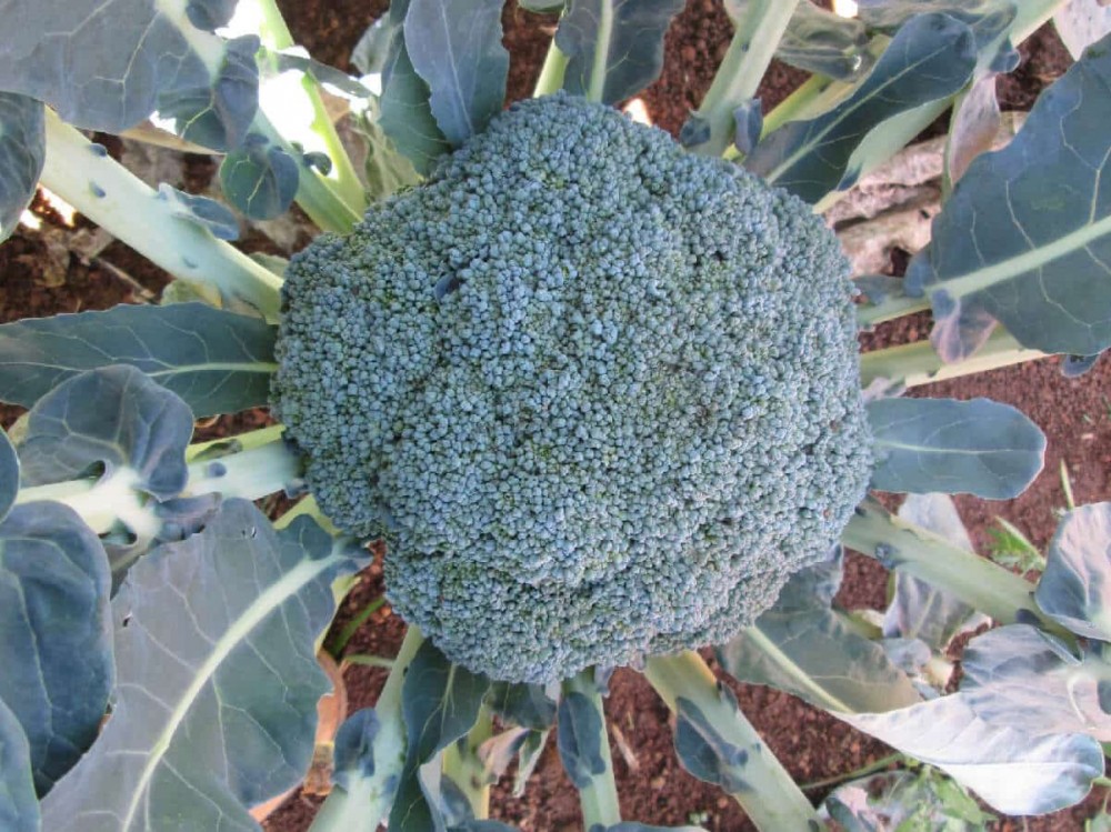 Арес F1 брокколи 2500 семян