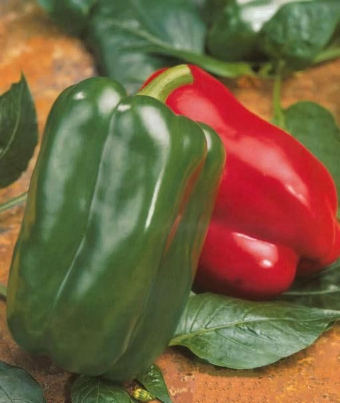 Аркано F1 перец сладкий 500 семян