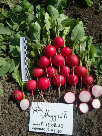 Мидуэй F1 редис 10 000 семян