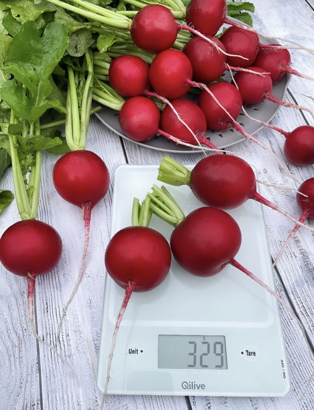 Атолл F1 редис 10 000 семян