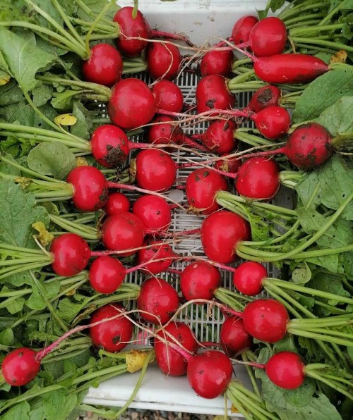 Атолл F1 редис 10 000 семян