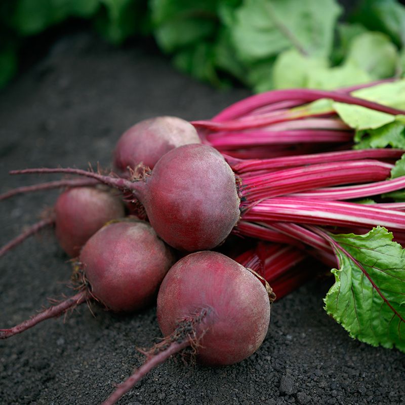 Азума F1 свекла 50 000 семян