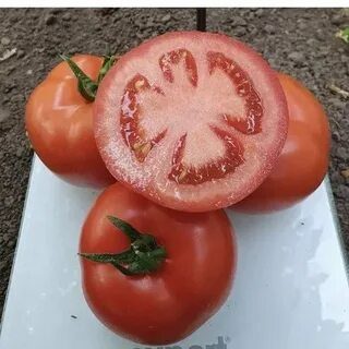 Адриатика F1 томат 500 семян