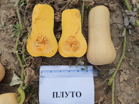 Плуто F1 тыква 1000 семян