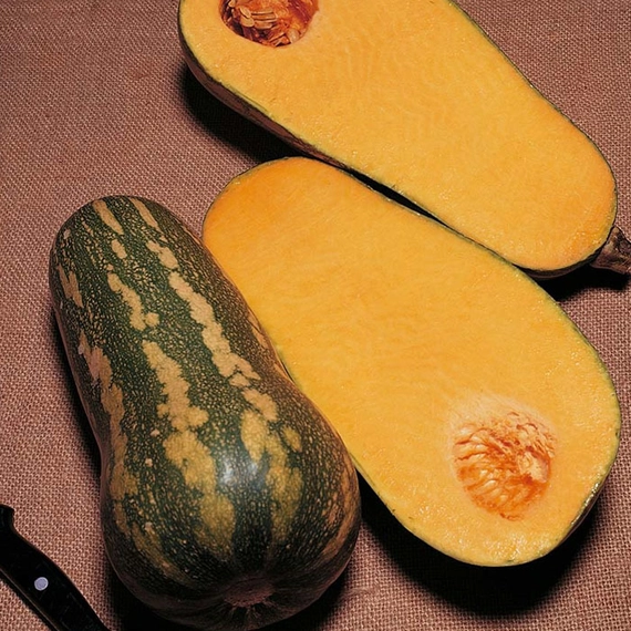 Барбара F1 тыква 1000 семян